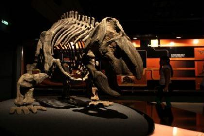 &nbsp;visitor&nbsp;looks&nbsp;at&nbsp;a&nbsp;fossil&nbsp;during&nbsp;a&nbsp;dinosaur&nbsp;exhibition&nbsp;in&nbsp;Buenos&nbsp;Aires,&nbsp;capital&nbsp;of&nbsp;Argentina,&nbsp;Dec.&nbsp;29,&nbsp;2009.&nbsp;The&nbsp;dinosaur&nbsp;exhibition&nbsp;shows&nbsp;the&nbsp;fossils&nbsp;and&nbsp;models&nbsp;of&nbsp;the&nbsp;dinosaurs&nbsp;which&nbsp;lived&nbsp;in&nbsp;remote&nbsp;antiquity&nbsp;in&nbsp;north&nbsp;Argentina's&nbsp;San&nbsp;Juan&nbsp;Province.&nbsp;(Xinhua/Martin&nbsp;Zabala)