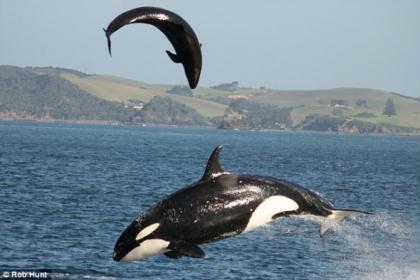 The&nbsp;six-ton&nbsp;hunter&nbsp;chased&nbsp;the&nbsp;female&nbsp;dolphin&nbsp;through&nbsp;the&nbsp;waves&nbsp;before&nbsp;slamming&nbsp;into&nbsp;her,&nbsp;flipping&nbsp;her&nbsp;30&nbsp;feet&nbsp;into&nbsp;the&nbsp;air