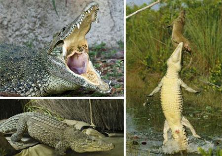 Cuban&nbsp;crocodile&nbsp;(Crocodylus&nbsp;rhombifer)&nbsp;&nbsp;Source:&nbsp;huanqiu.com
