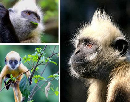 White&nbsp;headed&nbsp;Langur&nbsp;(Trachypithecus&nbsp;poliocephalus)&nbsp;Source:&nbsp;huanqiu.com&nbsp;&nbsp;&nbsp;