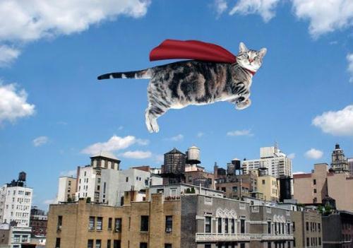 (Photo&nbsp;Source:&nbsp;bbs.huanqiu.com)