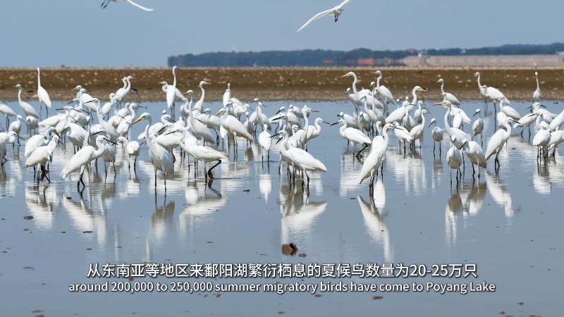 Poyang Lake:  Tens of Thousands of Migratory Birds Singing Joyfully