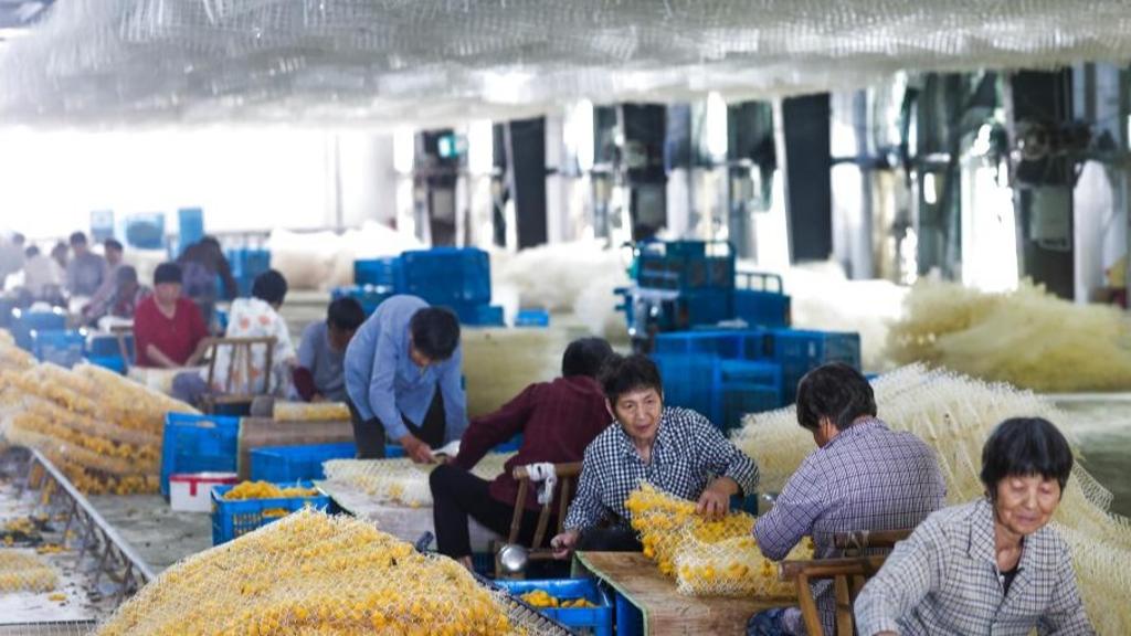 Golden cocoons enter harvest season in Yunlong Village of China's Zhejiang