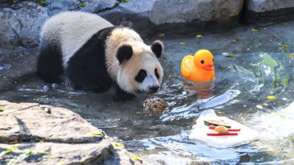 Chongqing Zoo takes various measures to cool animals off during summer heat