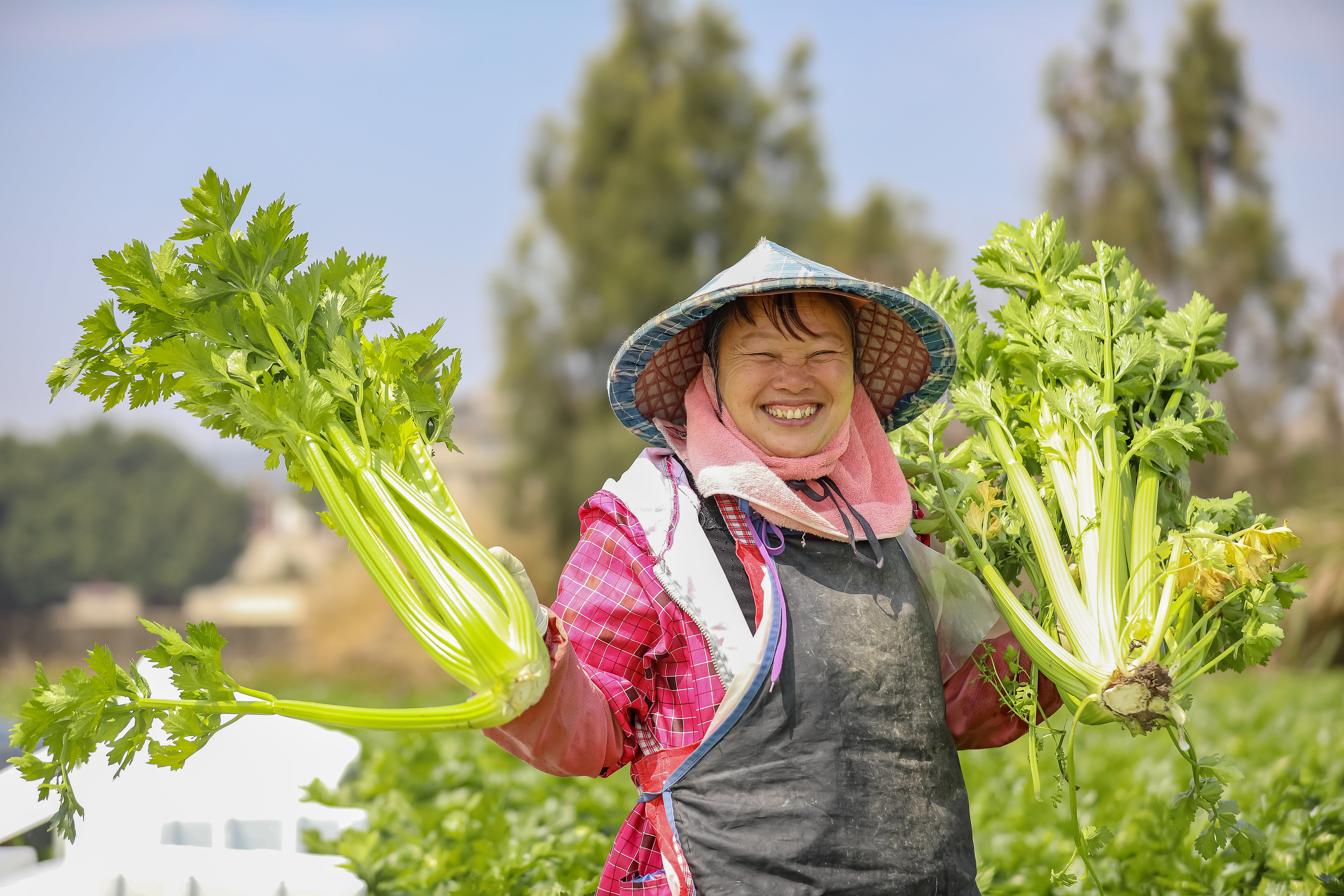2025年3月11日,福建省福清市海口镇晨光村,菜农种植的西芹喜获丰收。
