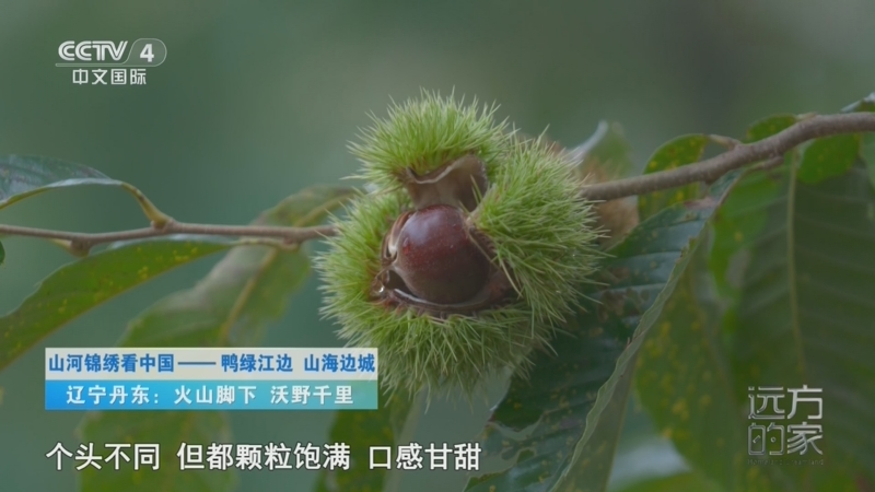 遠方的家_CCTV節目官網