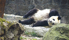 抠脚搞笑被熊孩子吓了一跳,只能抠脚掩饰尴尬了背影熊猫"金嘟嘟"熊家