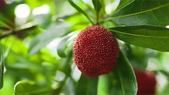 中国6项全球重要农业文化遗产获授牌