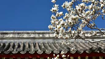 还等啥？快来陶然亭公园赏花吧！