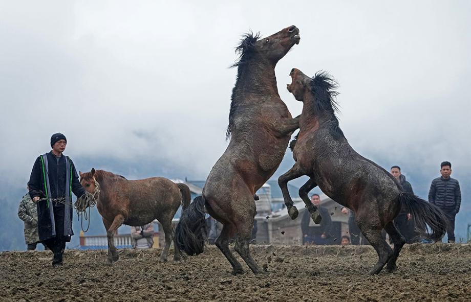 广西柳州苗家斗马闹新春
