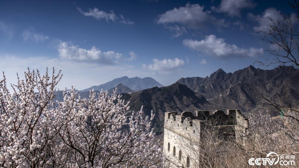 北京春日河防口长城花开正艳