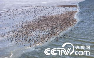 辽宁沈阳法库獾子洞湿地迎候鸟迁徙高峰