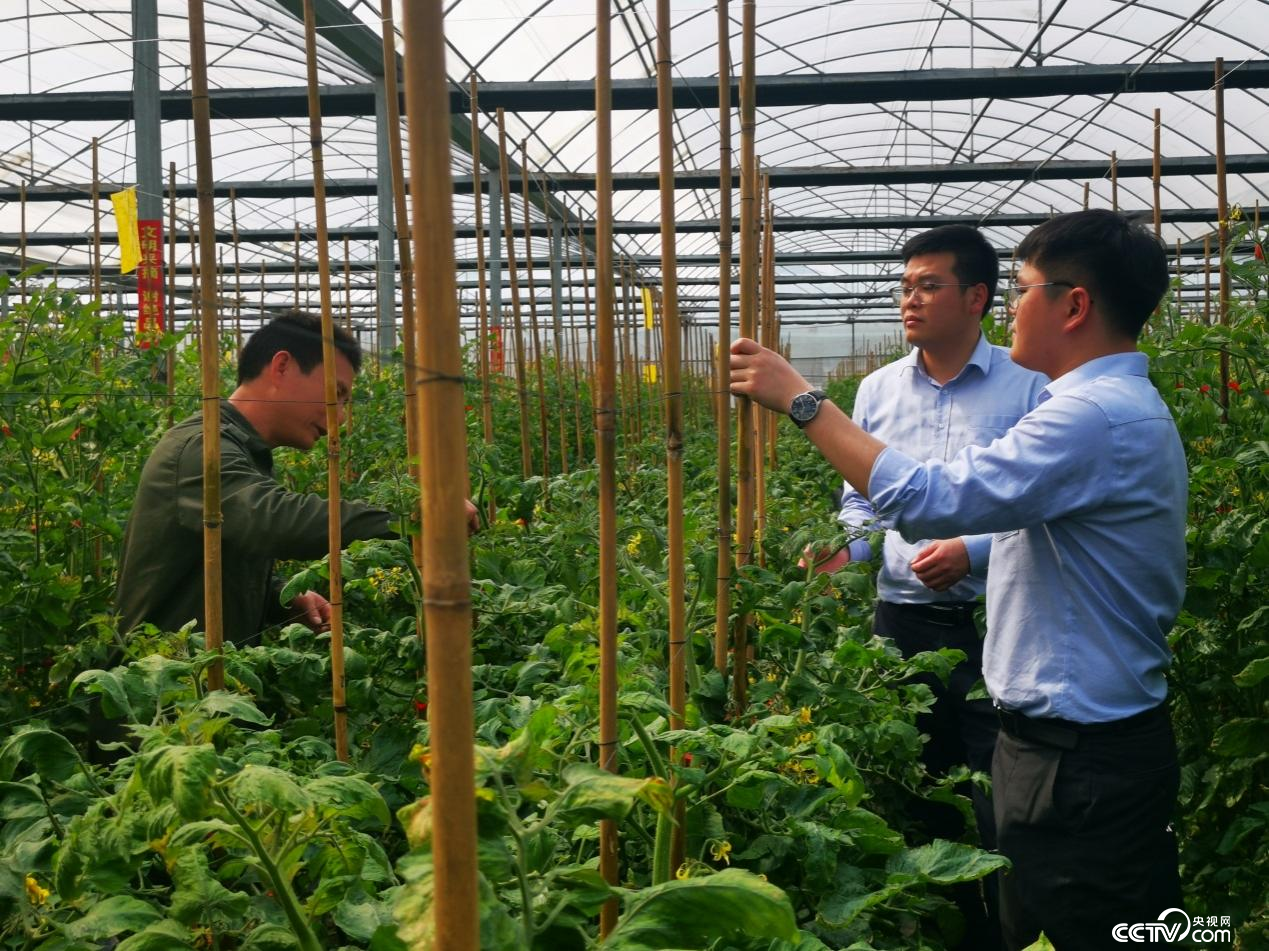 蔬菜大棚负责人向农行闽侯支行客户经理介绍蔬菜种植情况。