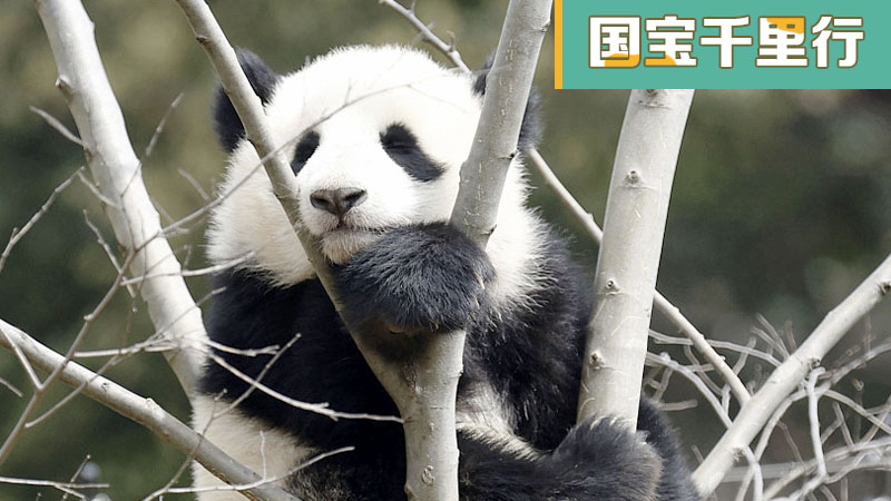 茁壮成长！旅日双胞胎大熊猫最新视频公开