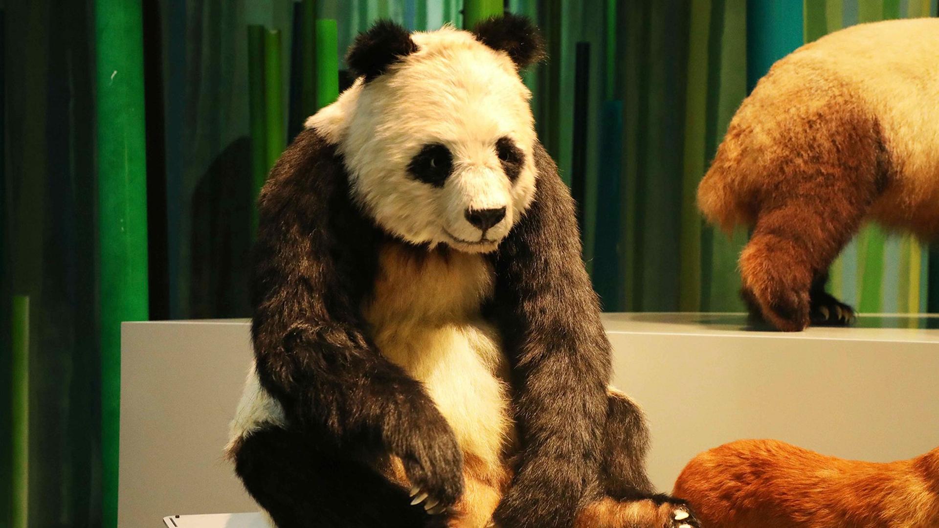 全球首只仿生大熊猫机器人“小川”正式发布