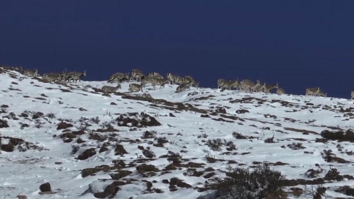 Big flock of blue sheep foraging in snow-topped mountain