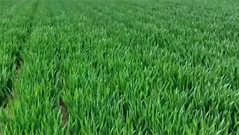 一季度我国农业生产形势较好 春耕备耕进展顺利