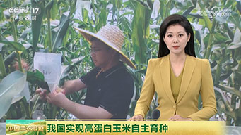 我国实现高蛋白玉米自主育种