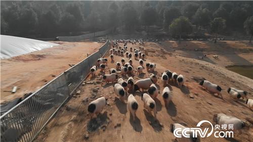 [致富经]一个习惯 年卖千万 他让财富满山跑 20190314 