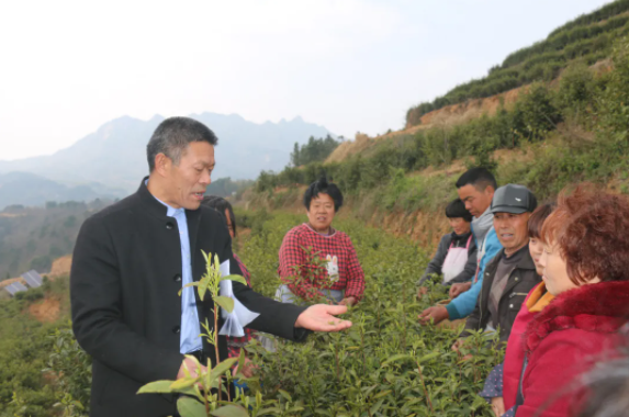 全国人大代表、安徽省金寨县四季春茶叶专业合作社理事长、党支部书记陈先志（左一）在田间地头指导实践操作，讲解茶叶种植技术和经验。（陈先志供图）