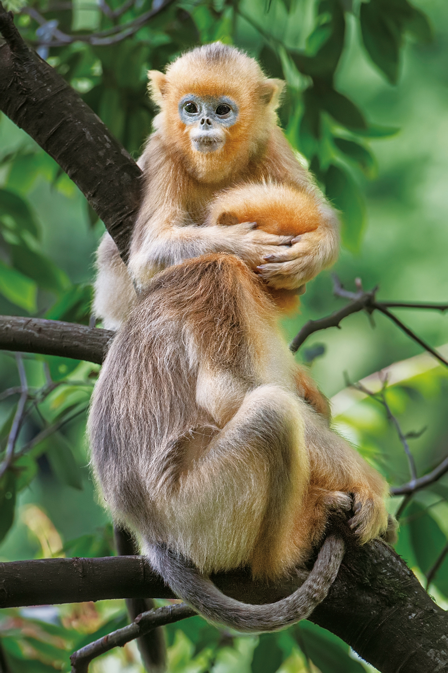 国之瑰宝——金丝猴的人文地理_熊猫频道