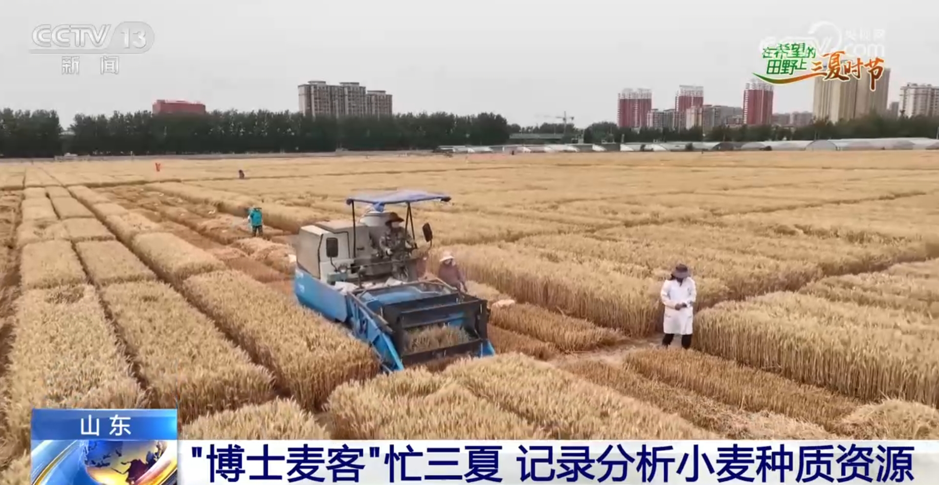 全国冬小麦收获进度过九成 科技加持助力绘就好“丰”景_新闻频道_央视网(cctv.com)