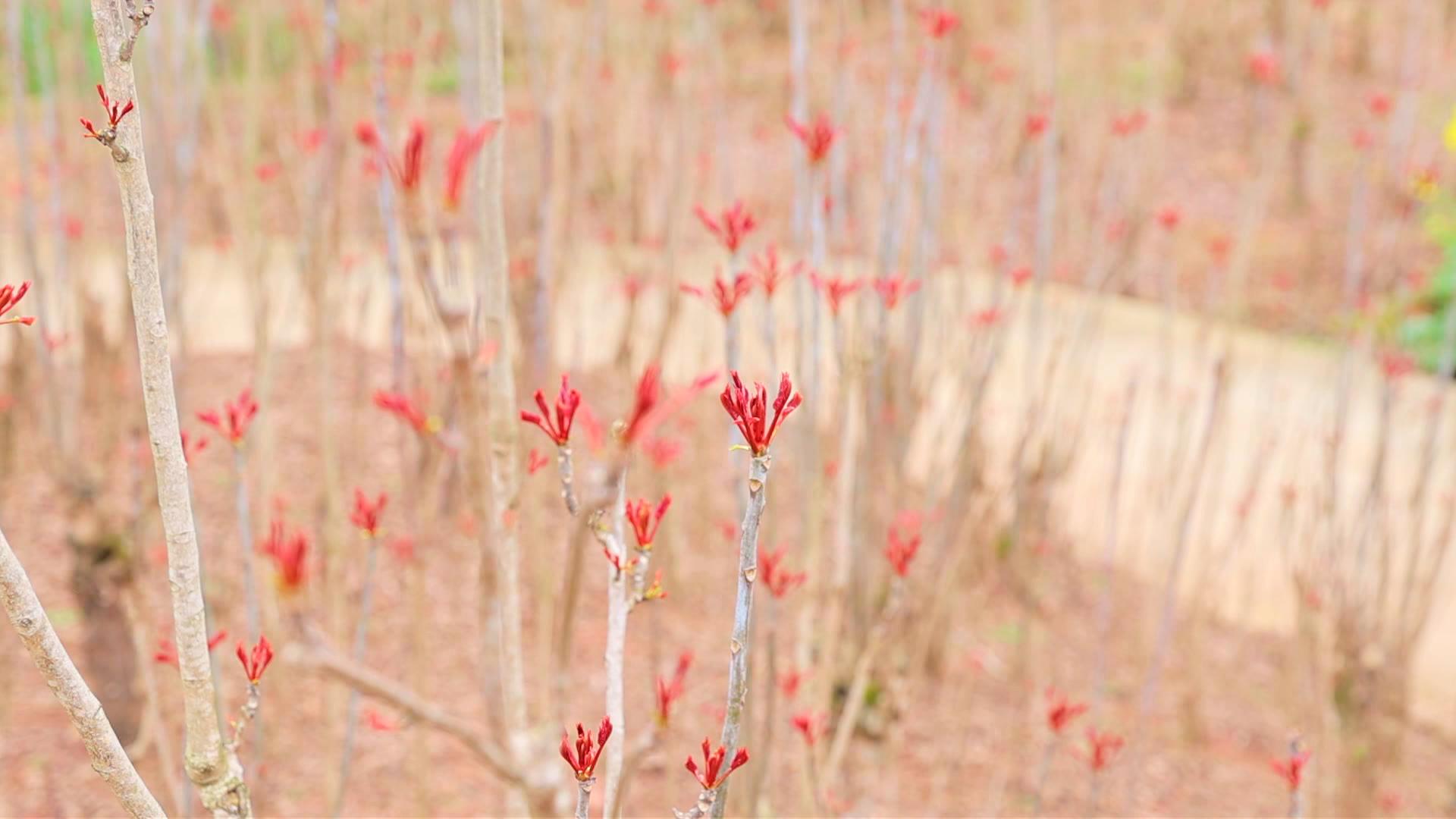 腰包鼓起来！四川达川：2万亩露天香椿集中上市