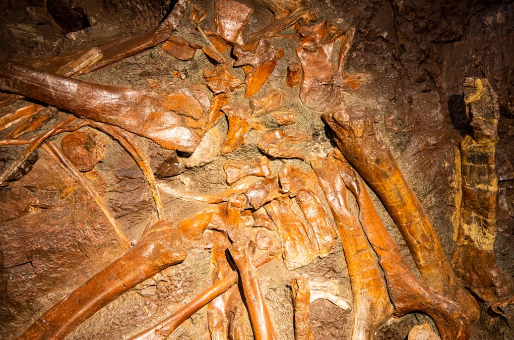 云阳世界地质公园恐龙化石墙局部 国家林草局供图