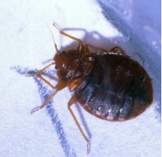 　　臭虫/图片来源：视觉中国