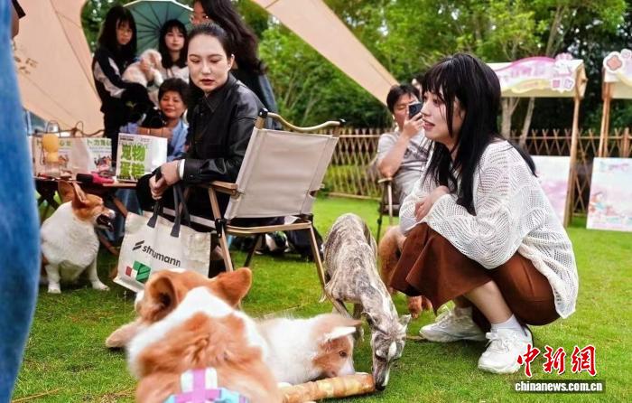 游客带着狗狗在杭州皋亭山千桃园的草坪上游玩。柳梦迪 摄